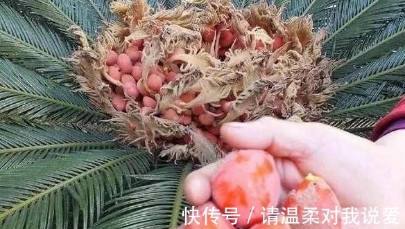 爸爸在院里种盆栽，却结出“鸡蛋”，邻居纷纷来围观