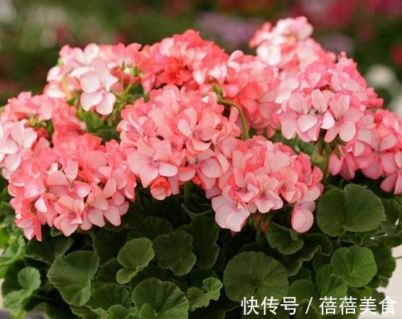 3种花最热销,拿回家摆窗台上,窗台变花园