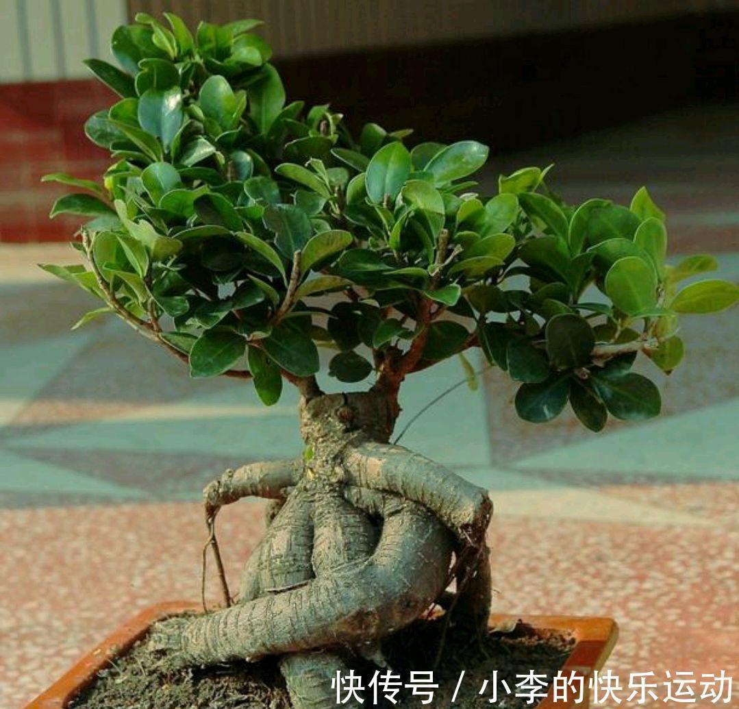 管理|要想榕树盆景美,几点管理耍起来