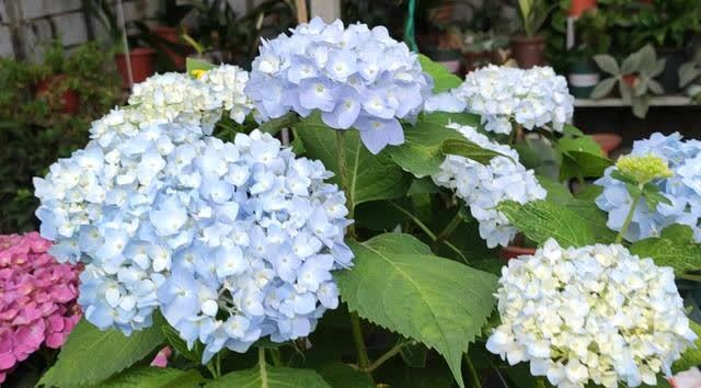 绣球长出花苞,别做“4件事”,否则花头小,甚至落花苞