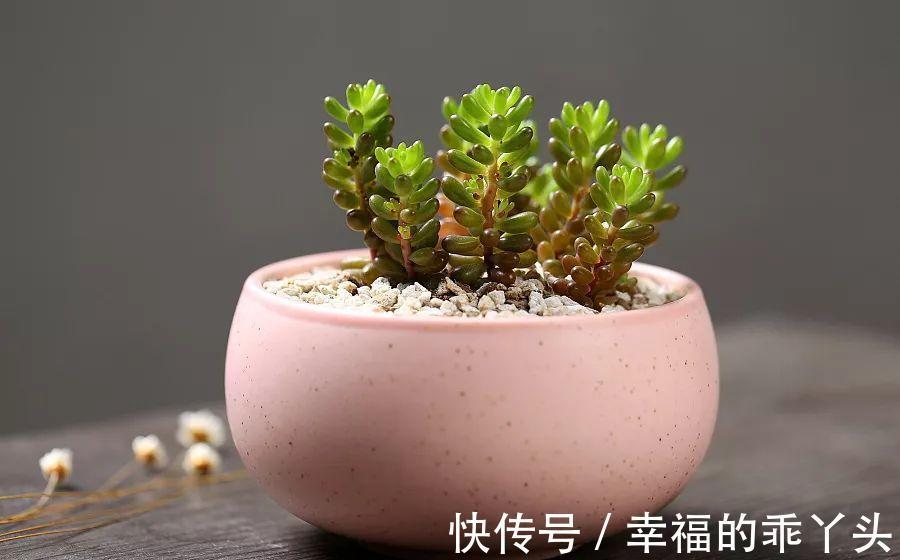难怪刚入手的多肉会死,换盆时注意这4点,多肉一栽就活