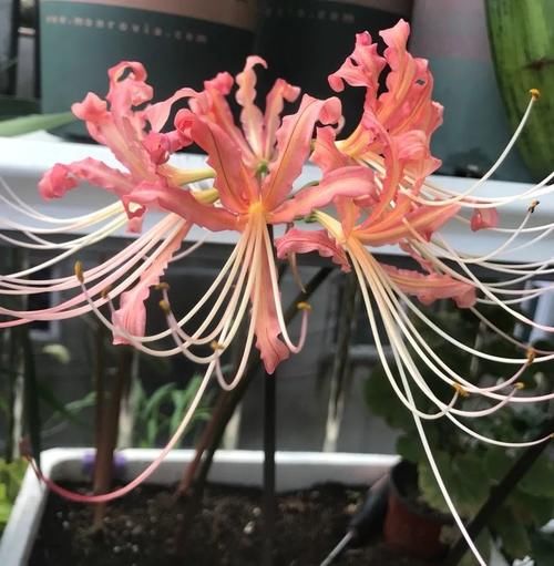 小院|一种花，种在花盆里种在小院里都可以，开花越来越多，漂亮鲜艳
