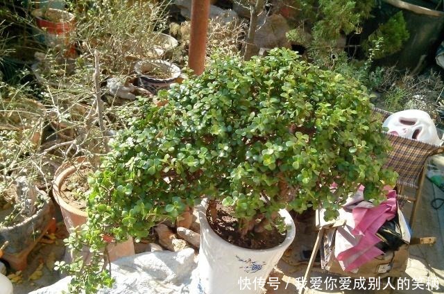 什么发财树,平安树,不如这2种“老树”好养,大气,富贵又镇宅!