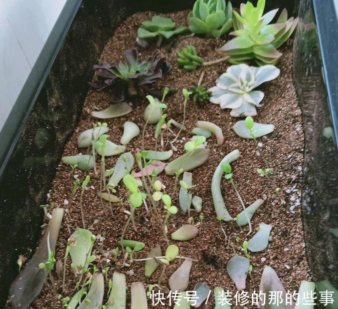 家里没矿的肉友教你一招成为多肉大户，保你一看就会