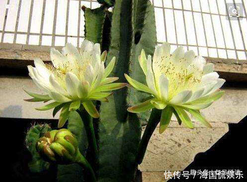 遇见|在外遇见“它”，记得买回家，是“镇宅辟邪花”，很多人都抢着养