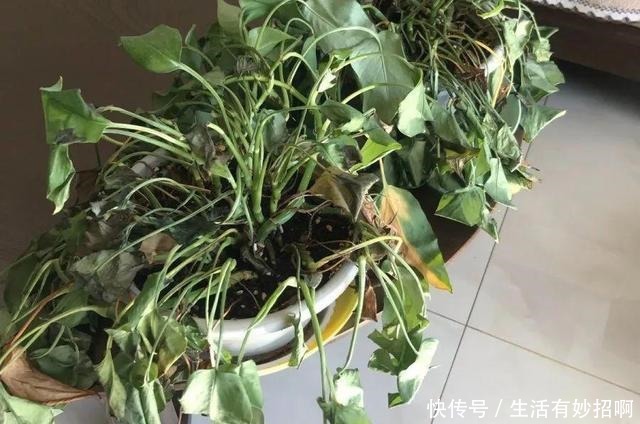 10种花,春天不能晒,躲屋里最安全!10种花,春天不能晒,躲屋里最安全!