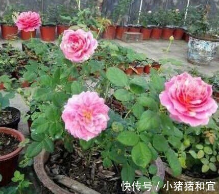 花友们|啤酒、淘米水浇花都不如“它”,“它”被称为花界中的万能水!