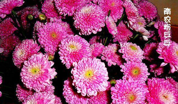 喜欢菊花，不如养盆优良名菊“南农小菊”，花开似艳牡丹，美娇娘