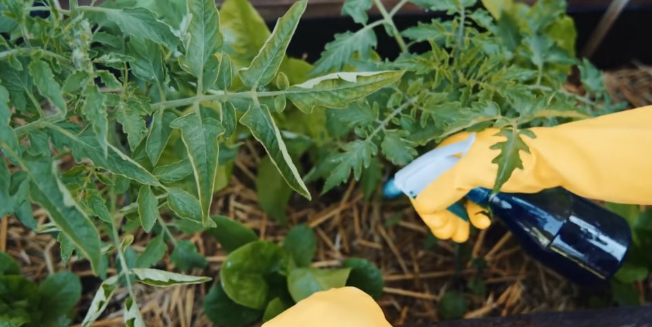 德国主妇将8㎡阳台打造成菜园，不花一分钱种够全家吃的菜