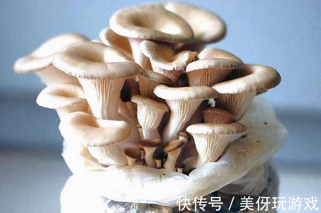 家里盆栽蘑菇,不花一分钱,隔3天收一次,连着吃一年