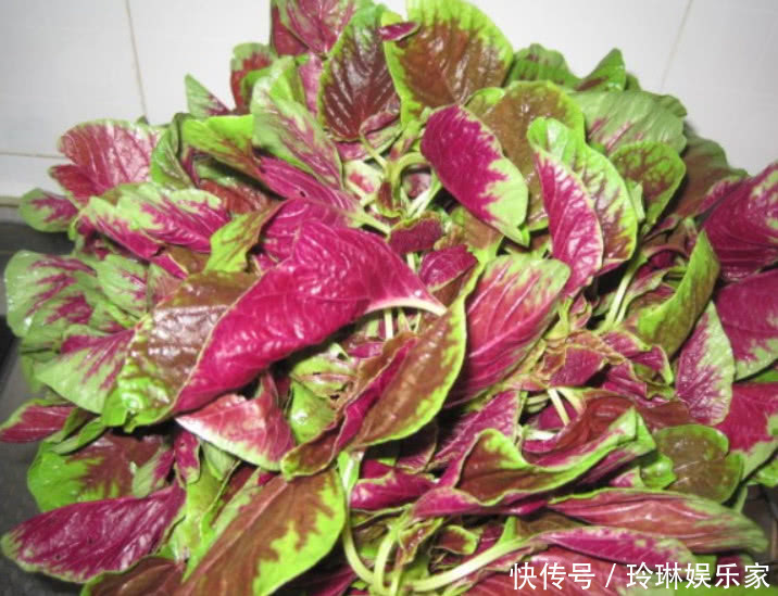 补血|这野菜比羊肉还补血,价值很高被人工种植,但市场还得12元1斤