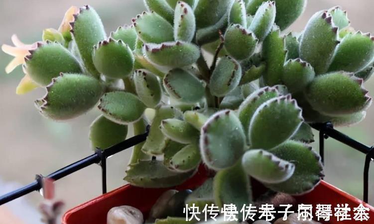 地方|多肉植物熊童子没精神,早点检查下这3地方,可能马上找到元凶