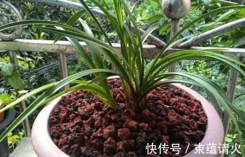 养花不会换盆,没经验就记住这些方法,换一盆旺一盆,零损伤