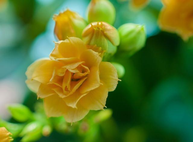 养好长寿花很简单!从这5方面下手,花期长开花旺!