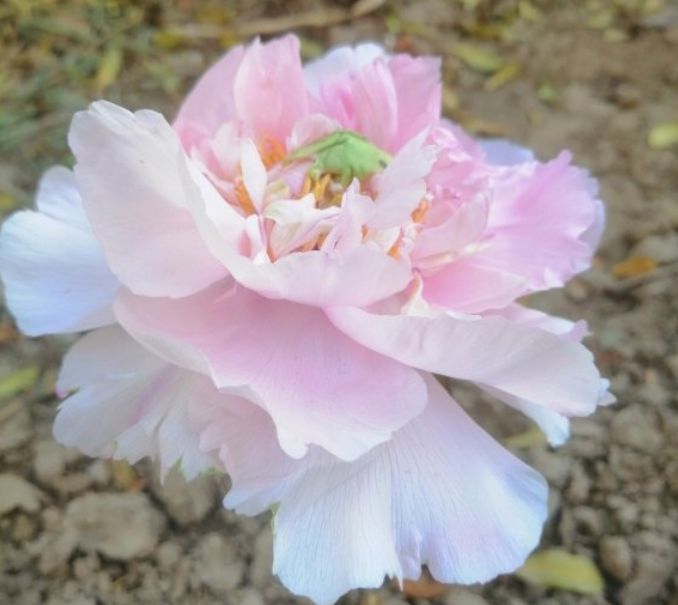 4种颜值高的漂亮花，招财集福气，养在家里寓意好