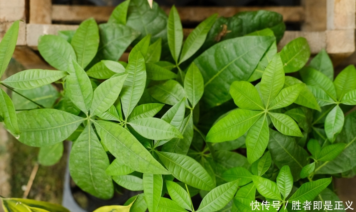 发财树冬天过冬有3怕,避开就能安全过冬!四季常绿净化空气