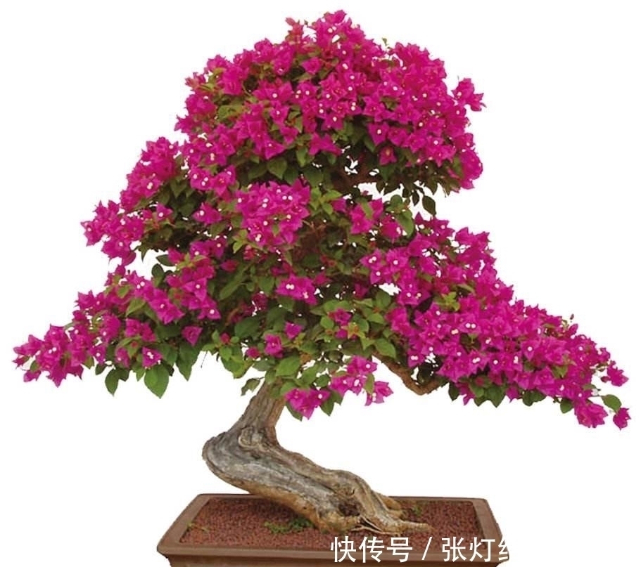 梅花期|夏天三角梅花期,促促花,花把枝条都压弯了