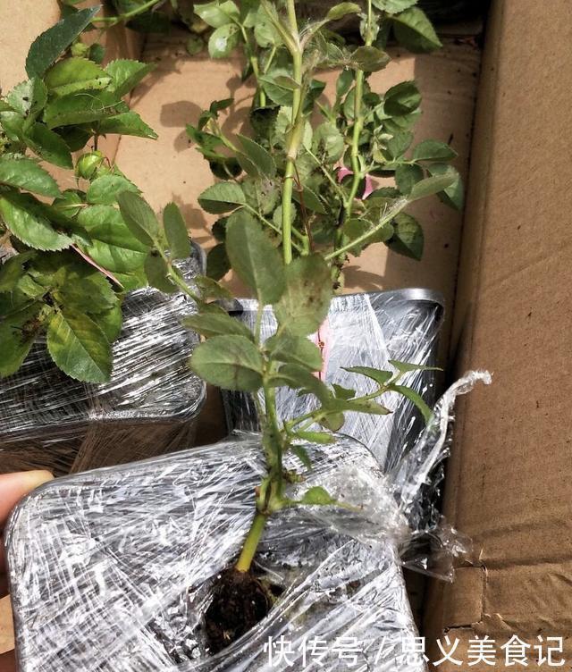 花卉|悄悄告诉你，网购花卉，见到“4种花”离远点，谁也养不活