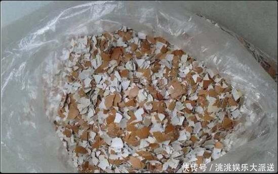 花卉|这2种“肥”长寿花最喜欢！盆里放一点，叶片肉嘟嘟，开花爱爆盆