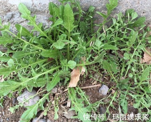 入药|乡间常见野菜,用来包饺子味道一绝,如今城里一斤8元,还能入药