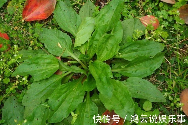 车前草|农民无人问津的车前草,却有3个突出功效,现在知道还不算迟!