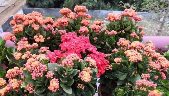 5月养长寿花,注意3个养护技巧,还能再开几茬花,叶大花更美