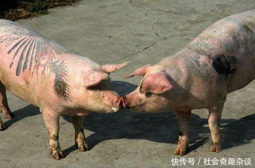 艺术家|艺术家给猪纹身,一张猪皮卖70多万做成香奈儿限量包,史上最贵的猪!