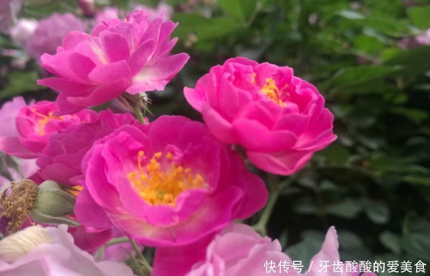 4种花很耐养,沾土就能活,招财纳福好运来,日子越过越红火