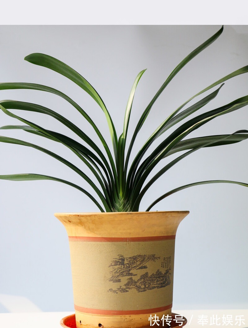 君子兰长得好不好，不在于开不开花，而在于这三个地方