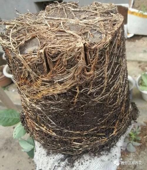 自制4种营养土,再也不板结烂根,大白根能挤破盆!