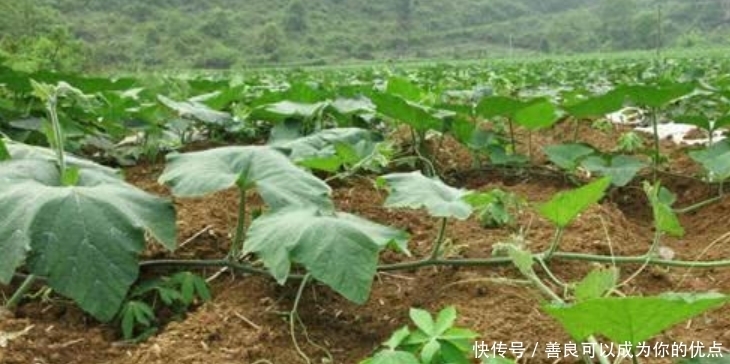 古埃及|古埃及人修金字塔时,中国人在做什么?考古家:老祖宗厉害