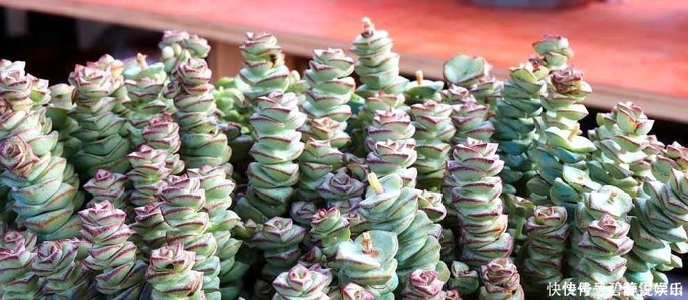 张大妈家的“多肉”又爆盆了,给看得“眼红”了