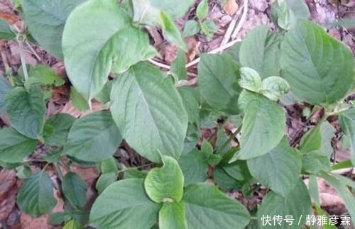 农村老人说吃此物“力大如牛”,农村常见,年轻人有需求却不认识