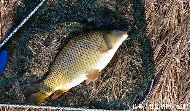 水资源|南方钓友总是不解,为何北方钓友这么痴迷鲤鱼,这次说个透彻!