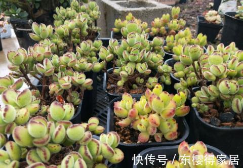 多肉|多肉熊童子竟然能养这么红，改变养法，咱也能养红熊