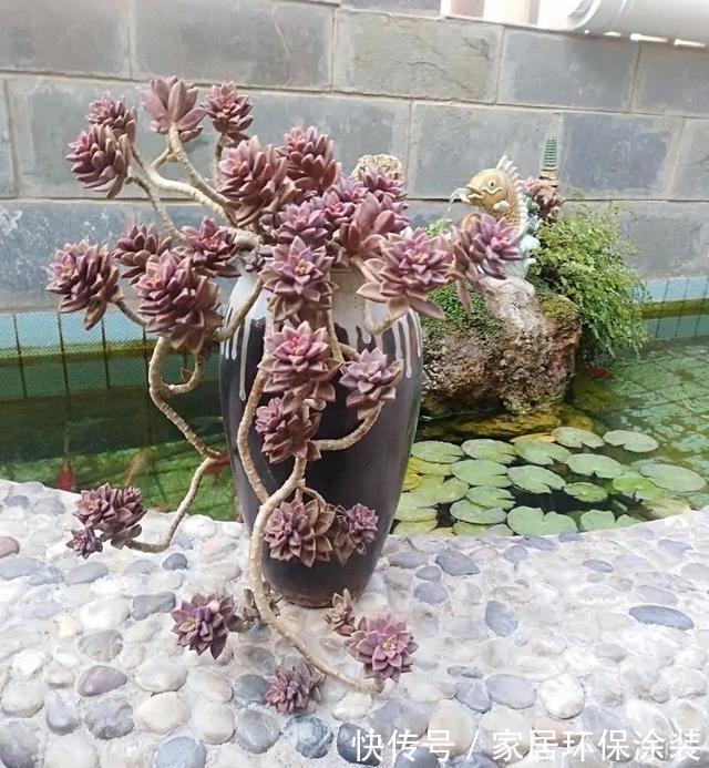 花友|养多肉3年顺风顺水，多亏选了6种大普货，现在全是大老桩