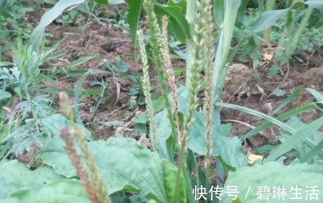 妇科疾病|“天然消炎药”,女性没事敞开吃,妇科炎症也许“绕道走”