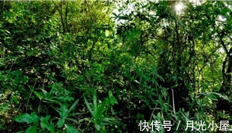 世界上最毒的树,成人中毒最快20分钟致死,却还是国家保护植物!