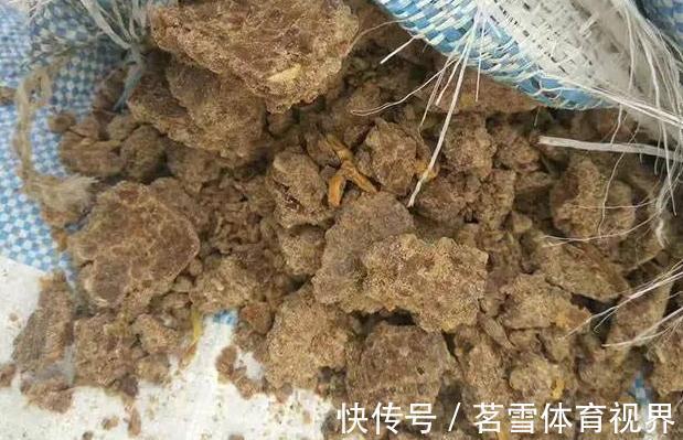 花卉|花土板结怎么办?不换盆土,学会这几招照样能搞定难题
