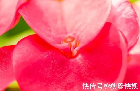 这3种“懒人花”,好看又耐旱,越旱越开花,水多很容易死