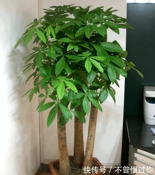 花草|都知道啤酒养花好,然而,没掌握住“浓度配比”却会出大事