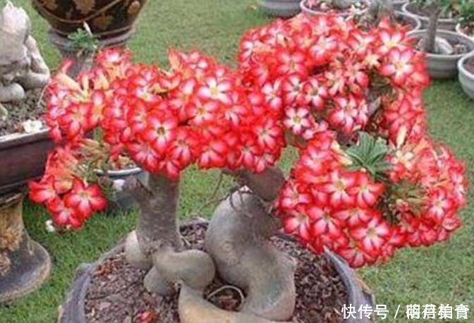 3种花冬季要“虐待”,最好一点水也不要浇,浇水反而会烂根!