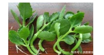 新手|几款最流行的绿植盆栽花卉，新手也能养活，把家变成一片花海