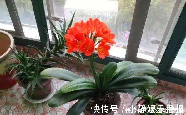 老花匠养花从不用啤酒、淘米水，仅在盆里倒点“它”，养啥爆啥！