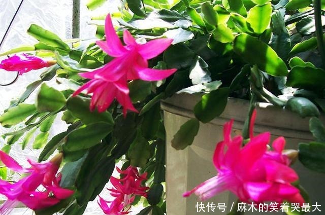 秋天应该买什么花!