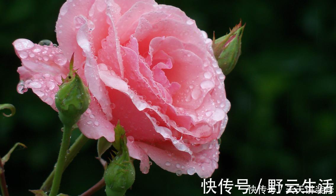 中国传统十大名花你知道多少?各有千秋,看过后就像拥有!