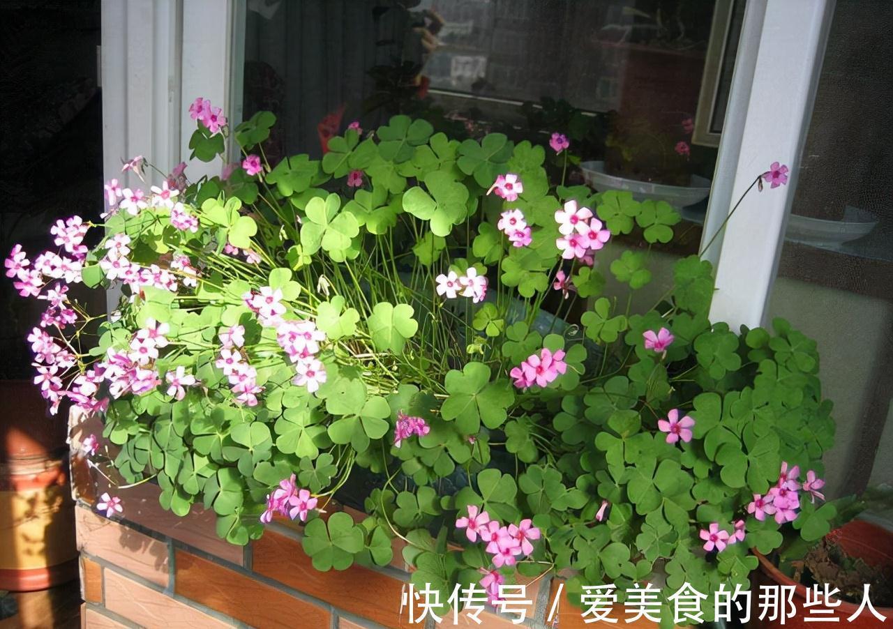 冬至前养1盆这农村野草,雅致秀美、开花旺盛情怀满满