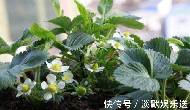 盆栽养花,不如养“草莓”,盆边挂满几十个,好吃的流口水!