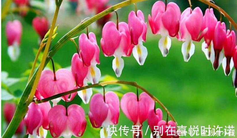 月季|4种花比牡丹还漂亮,比绿萝还好养,年年花开不断,一盆开花100朵