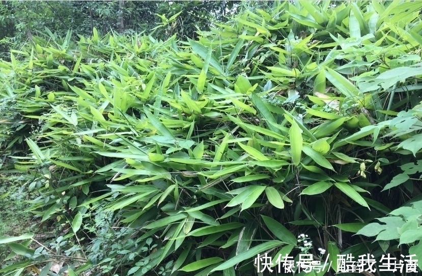 粽叶|吃了这么多年的粽子，你知道粽叶是什么叶子吗？粽叶树长什么样？